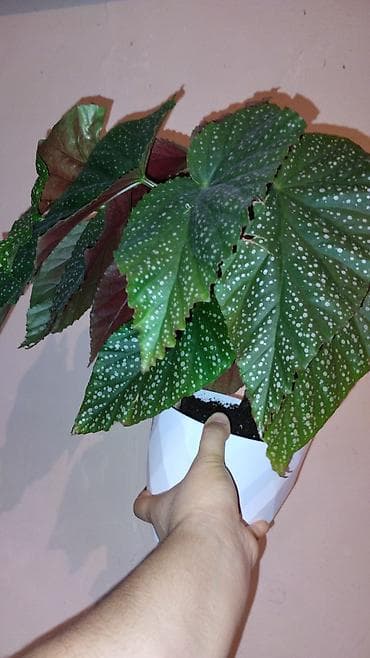 Бегонии: Бегония «Тамая» (Begonia maculata) в горшке - Декоративно-лиственное — 1