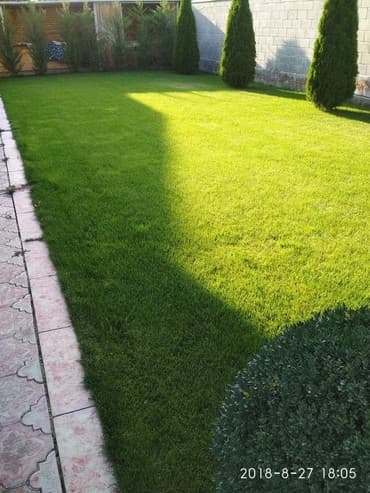 гортензии бишкек цена: Газон. Газон. Газон в бишкеке. Посев газона авто полив газоны для — 3