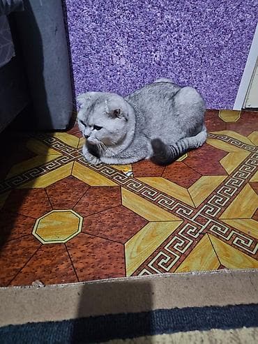 шпиц собака цена бишкек: Шотландская вислоухая кошка (Scottish Fold), окрас серебристый — 4