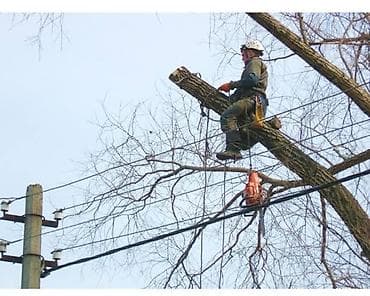 Профессиональные услуги по спилу и обрезке деревьев - Высотные работы