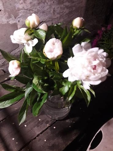 чон арвк: Кусты пионов рижских сортов: белые, розовые. Цена от 300 до 700сом — 4