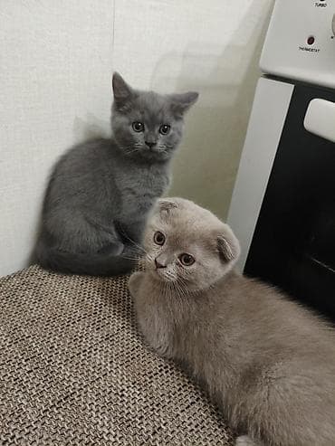 британский кот: Шотландские котята голубого окраса - Порода: Шотландские — 1