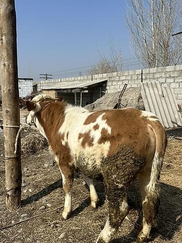 Коровы, быки: Продаю | Бык (самец) | Симментальская | На откорм | Привязанные — 5