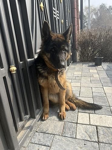 Услуги ветеринара: Собака даром: Немецкая овчарка, 1 год, Самка — 3