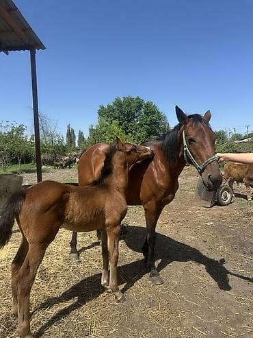 голуби животное: Продаю | Кобыла (самка) | Для разведения | Племенные — 3