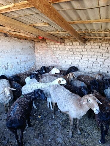 питбуль стоимость: Продаю | Овца (самка) | Полукровка | Для разведения | Племенные — 2