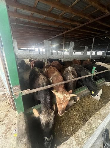 сх животные и товары: Продаю | Бык (самец) | На откорм — 3