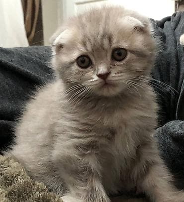 веслоухий кошка: Продаём котят (мальчики и девочки). Вислоухие (скотиш фолд) стоячие — 2