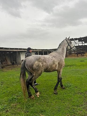 фазан птица: Продаю | Жеребец | Рабочий — 4