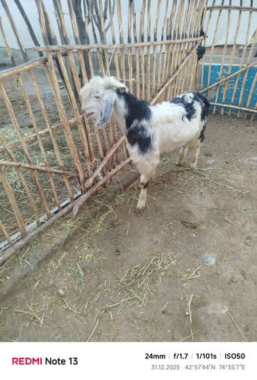 хаски фото щенки цена: Продаю | Коза (самка) | Полукровка | Для разведения — 7