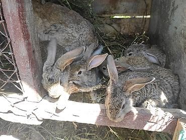 Животные: Продаю | Крольчата | Для разведения — 3