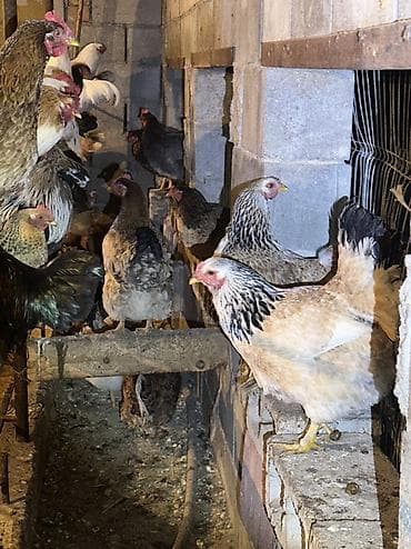Грызуны: Продаю | Куры, Петух | Домашняя | На забой, Для разведения, Несушки — 6