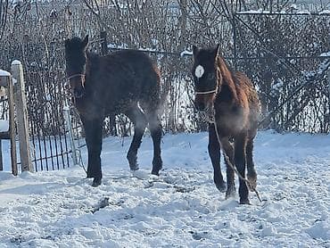 Продаю | Жеребенок | Для разведения | Племенные