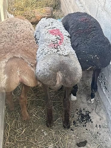 Продаю | Овца (самка) | На забой | Матка at lalafo.kg Продаю | Овца (самка) | На забой | Матка