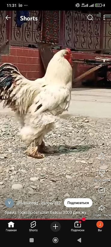 Продаю | Петух | Брама | Для разведения