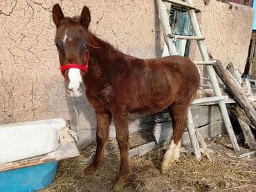 продажа щенков немецкой овчарки с документами в бишкеке: Сатам | Тай | Жумушка — 4