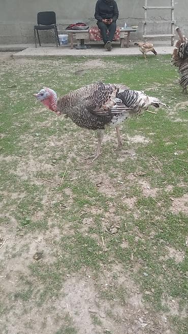 Продам с/х животных: Продаю | Индюк (самец) | Полукровка | Для разведения | Племенные — 1