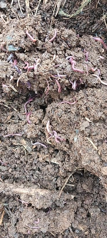 коробка банан: ЧЕРВЕЙ 1мешок 2000сом — 1