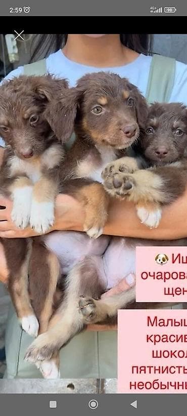 Животные: Очаровательные щенки в поисках дома. - Разнообразные окрасы — 1