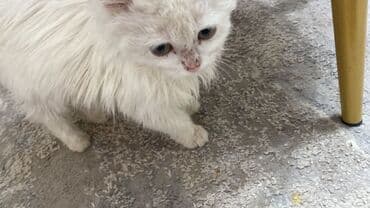 Абиссинская, 3 месяца, Мальчик, Белый, С прививками