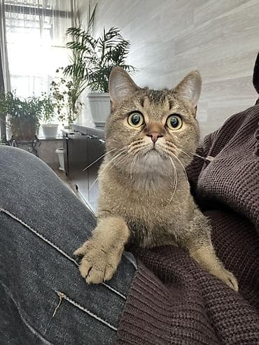 куплю хомяка с клеткой: Девочка, Приучена к лотку — 2