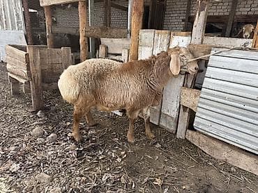 акита ину собака: Продаю | Ягненок, Баран (самец) | Арашан — 1