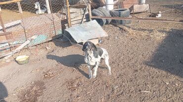 животные в добрые руки: Курцхаар, 2 года, Самец, С прививкой — 2