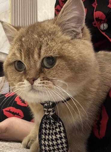 бишкек кошка: Британ кыска жүндүү, 5 айлык, Эркек, Алтын шиншилла, Лотокко барууга үйрөтүлгөн, Курттардан тазаланган, Документтери менен — 3