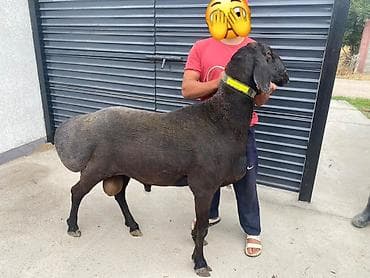 Сатам | Кочкор (эркек) | Көбөйтүү үчүн | Асыл тукумдуу — 5