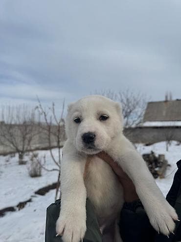 белинский афчарка: Алабай
Дата рождения: 21.12.2025 — 7