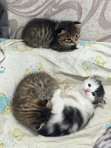 кошка без шерсти: Котята домашние, от ласковой кошки-мамы. Помёт разнополосый: - — 1