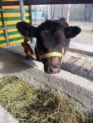 Иттер: Сатам | Уй (ургаачы), Кунаажын, Музоо | Швиц, Абердин-ангус | Бордоп семиртүү үчүн, Көбөйтүү үчүн, Сүт алуу үчүн | Асыл тукумдуу — 2