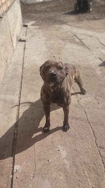 продажа кормов для сельскохозяйственных животных: Собака среднего роста, крепкого телосложения. Окрас тигровый — 5