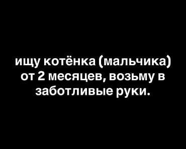 Продажа кошек: Ищу котёнка (мальчика) от 2 месяцев. Готов(а) принять в заботливые — 1