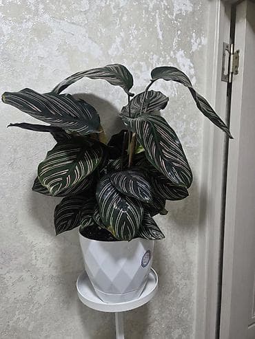 перец полугоркий: Каллигенусный кактус (Chamaecereus silvestrii, «арахисовый кактус» — 9