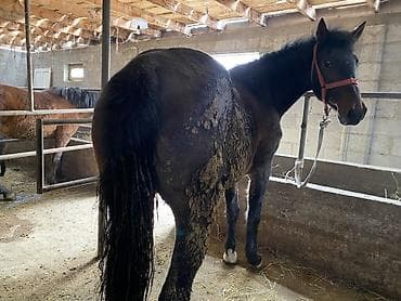 прокат лошади: Продаю | Кобыла (самка), Конь (самец) | Рабочий, На забой — 6