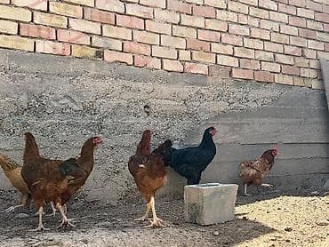 пресс чоп ош: Продаю | Куры | Брама, Кучинская | Для разведения — 3
