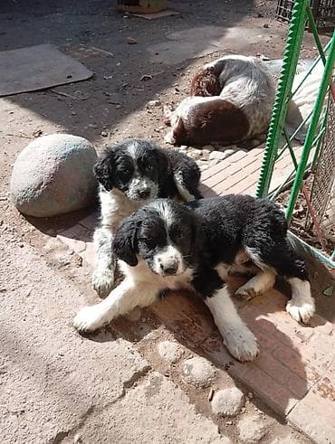 german shepherd: Отдам кутят в добрые руки. Мама-спаниель.Отец Дворняжка — 3