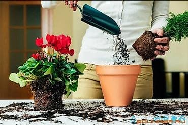 Лимоны: 🌿 *Флорист на выезд (дом/офис)* Опыт более 10 лет! Забочусь о цветах — 6