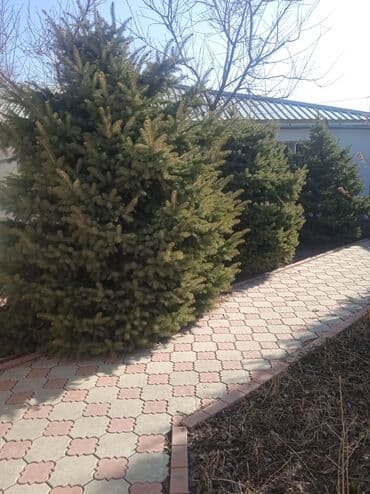 где купить саженцы гортензии в бишкеке: Ёлки по 3,5метра 3штуки,Кедр 2 дерева по Баха /Гагарина самовывоз — 2