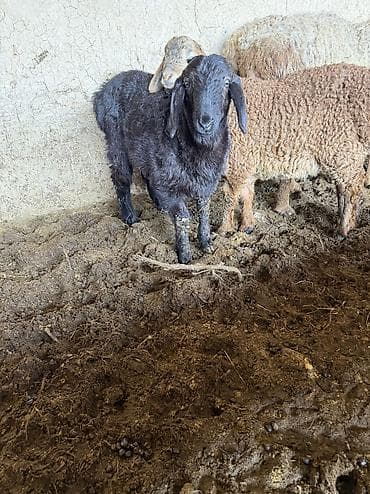 заненский коза: Продаю | Баран (самец) — 7