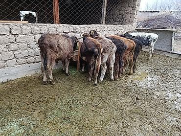 каровы: Продаю | Бык (самец), Музоо, торпок | Полукровка, Швицкая, Якутская | На откорм, На забой, Для разведения — 2