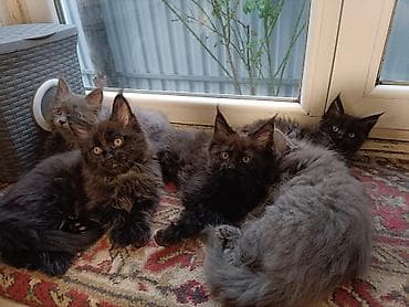 кошку: Котята мейн-кун - Окрас: чёрный дым, чёрный; есть котята — 4