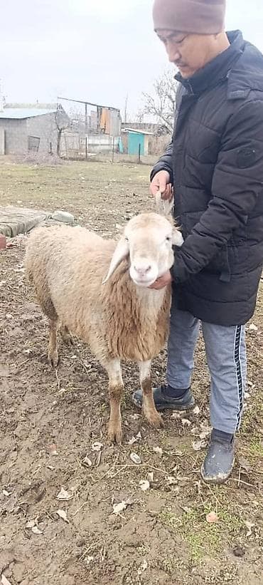 эвропейский овчарка: Продаю | Баран (самец) | Арашан | Для разведения | Племенные — 9