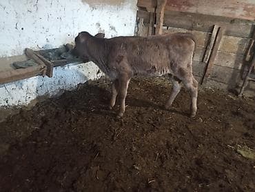 уй животных: Продаю | Музоо, торпок | Полукровка | На откорм — 3