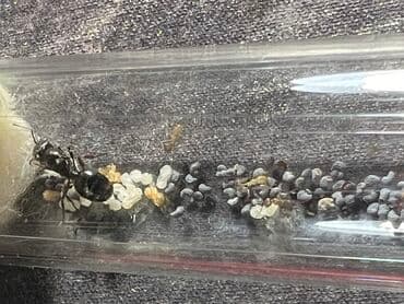 купить муравьиную ферму с муравьями: Муравьиная матка с расплодом. в наличии много колоний (фото старое) в — 1