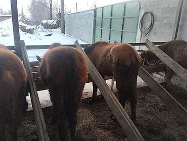 Иттер: Сатам | Байтал | Көбөйтүү үчүн | Асыл тукумдуу — 3