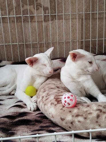 наполнители для кошек: Ориентальная, 7 месяцев, Мальчик, Белый, Приучена к лотку, Проглистована, С документами — 2