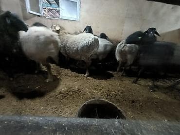 такса стоимость: Продаю | Овца (самка) | Полукровка | Для разведения | Матка — 8