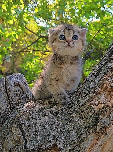 Животные: Предлагаем чистопородных малышей. Шотландские котята — 9